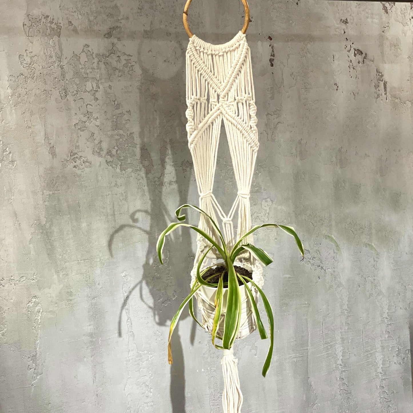 Langer, schmaler Makramee-Blumentopfhalter mit einer Pflanze.