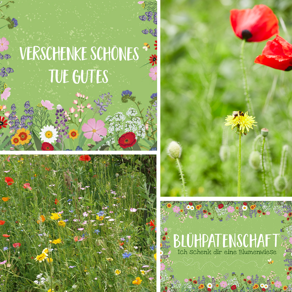 Blühpatenschaft für 50 m² Blumenwiese