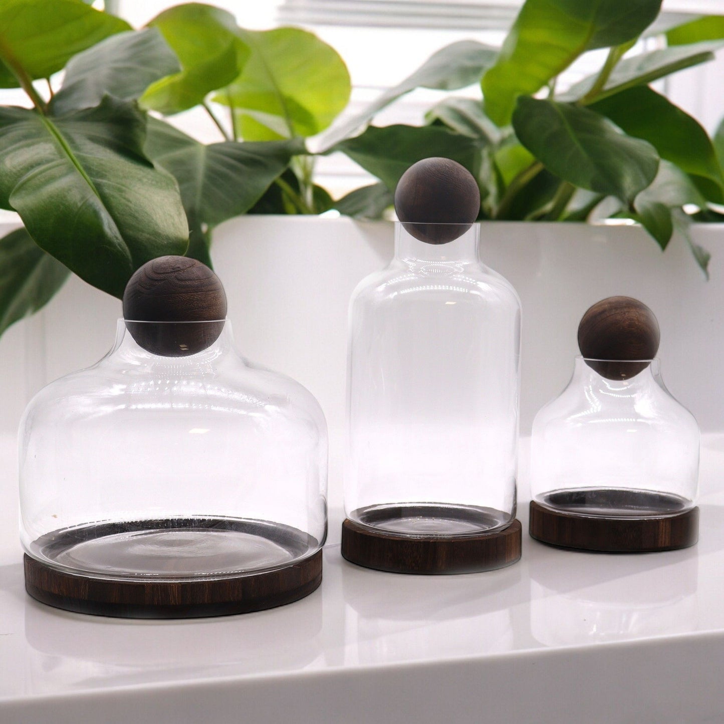 Glass terrarium with a dark wood base and a wooden ball top.