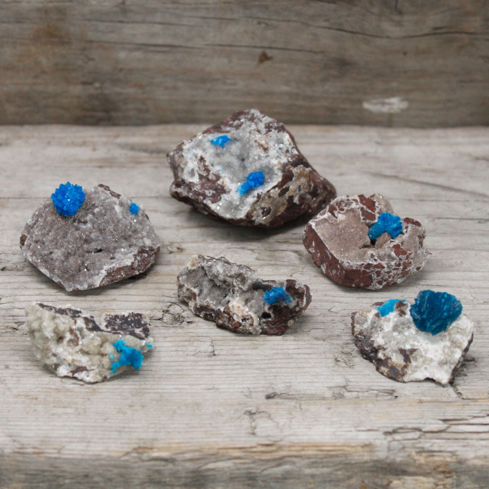 Five rough mineral specimens with bright blue cavensite crystals on a wooden surface.