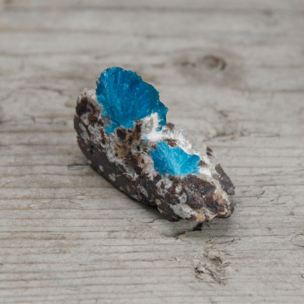 A rough specimen of dark rock with bright blue cavansite crystals.