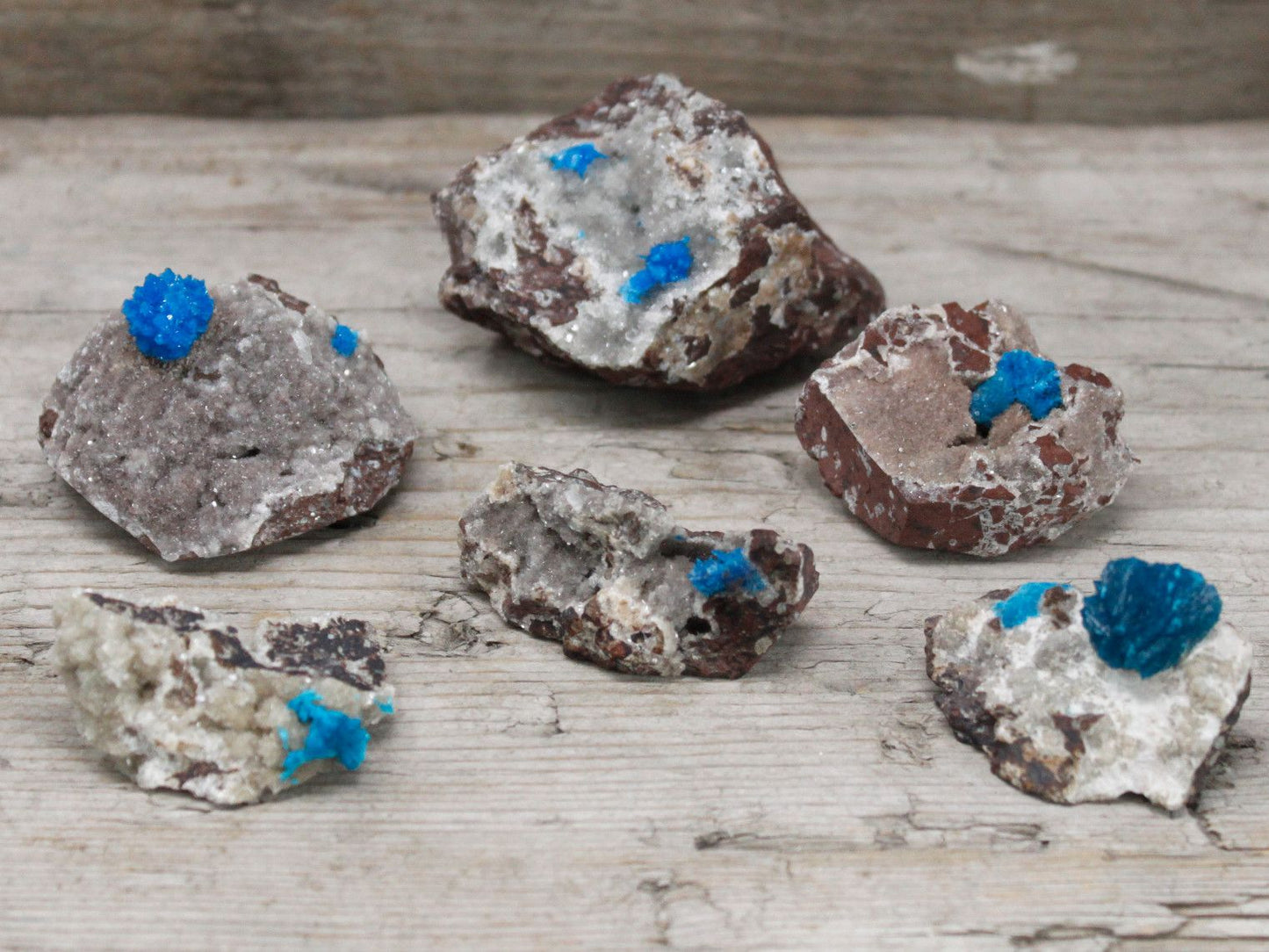 Five rough mineral specimens with bright blue cavensite crystals.