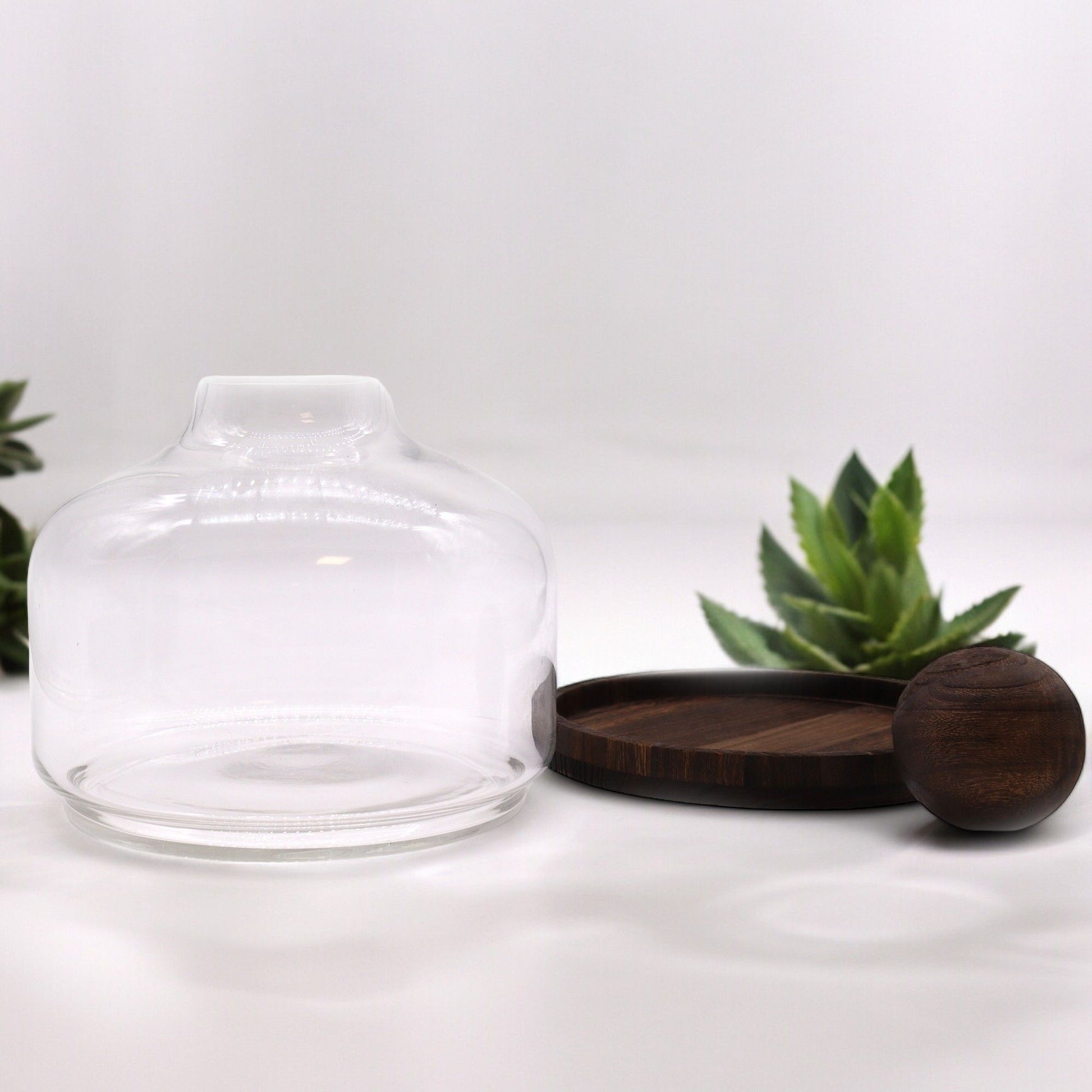 Extra large glass ball top terrarium on a dark wood base.