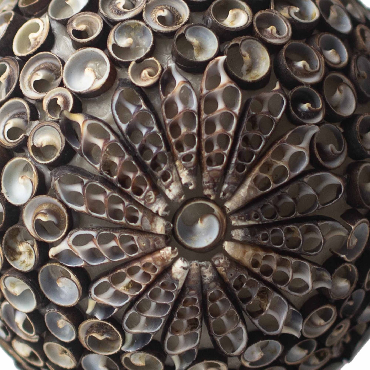 Boho sea shell lamp with chocolate twist oval design.