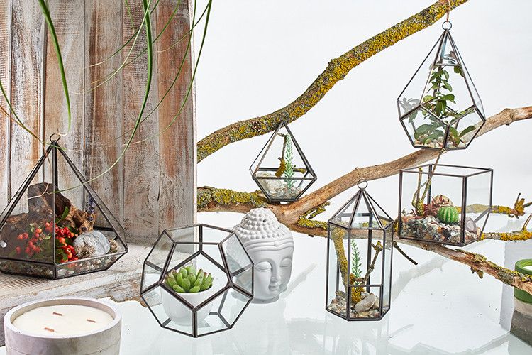 Geometric glass terrarium with a succulent inside.